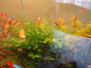 Filename : DSC01391.JPG
Filesize : 144KB
Dimensions : 800x600
Date added : Feb 17, 2008 DSC01391.JPG
