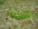 Filename : Hemianthus callitrichoides sp Cuba.JPG
Filesize : 75KB
Dimensions : 800x600
Date added : Feb 17, 2008 Hemianthus callitrichoides sp Cuba.JPG