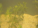 Filename : Ludwigia glandulosa.JPG
Filesize : 119KB
Dimensions : 800x600
Date added : Feb 17, 2008 Ludwigia glandulosa.JPG