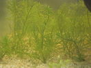 Filename : Rotala nanjenshan.JPG
Filesize : 126KB
Dimensions : 800x600
Date added : Feb 17, 2008 Rotala nanjenshan.JPG