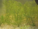 Rotala nanjenshan.JPG