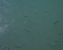 Filename : PHTO0097.JPG
Filesize : 297KB
Dimensions : 1280x1024
Date added : May 09, 2008 PHTO0097.JPG