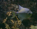 Filename : PHTO0107.jpg
Filesize : 431KB
Dimensions : 1280x1024
Date added : May 09, 2008 PHTO0107.jpg