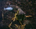 Filename : PHTO0112.jpg
Filesize : 422KB
Dimensions : 1280x1024
Date added : May 09, 2008 PHTO0112.jpg