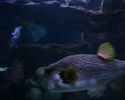 Filename : PHTO0113.JPG
Filesize : 330KB
Dimensions : 1280x1024
Date added : May 09, 2008 PHTO0113.JPG