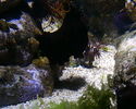 Filename : PHTO0129.JPG
Filesize : 334KB
Dimensions : 1280x1024
Date added : May 09, 2008 PHTO0129.JPG