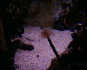 Filename : PHTO0130.JPG
Filesize : 328KB
Dimensions : 1280x1024
Date added : May 09, 2008 PHTO0130.JPG