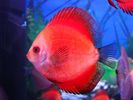 Filename : Red Scarlet.jpg
Filesize : 82KB
Dimensions : 800x600
Date added : Oct 27, 2008 Red Scarlet.jpg