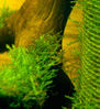 Filename : Jawa moss pe buturuga si filtru HMF.jpg
Filesize : 107KB
Dimensions : 551x600
Date added : Apr 25, 2008 Jawa moss pe buturuga si filtru HMF.jpg