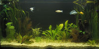 Filename : pic1.jpg
Filesize : 212KB
Dimensions : 1000x494
Date added : Mar 17, 2008 pic1.jpg