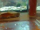 Filename : 03072008132b.JPG
Filesize : 108KB
Dimensions : 1296x972
Date added : Jul 03, 2008 03072008132b.JPG