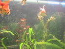 Filename : IMG_1105.JPG
Filesize : 400KB
Dimensions : 1152x864
Date added : Jul 14, 2008 IMG_1105.JPG