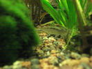 Filename : Amano 5.JPG
Filesize : 80KB
Dimensions : 819x614
Date added : Jan 22, 2009 Amano 5.JPG