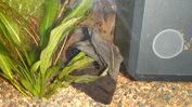 Filename : Amano.JPG
Filesize : 120KB
Dimensions : 922x518
Date added : Jan 22, 2009 Amano.JPG