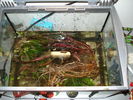 Cryptocoryne undulata  1.JPG