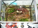 Cryptocoryne undulata 2.JPG