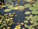 Filename : DSC02009.JPG
Filesize : 216KB
Dimensions : 800x600
Date added : Sep 21, 2008 DSC02009.JPG