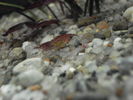 Filename : Red cherry gestanta.JPG
Filesize : 63KB
Dimensions : 819x614
Date added : Jan 22, 2009 Red cherry gestanta.JPG