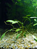 Filename : Planta-011.jpg
Filesize : 82KB
Dimensions : 450x600
Date added : Sep 01, 2008 Planta-011.jpg