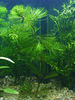Filename : Planta-021.jpg
Filesize : 100KB
Dimensions : 450x600
Date added : Sep 01, 2008 Planta-021.jpg