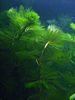 Planta-022.jpg
