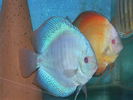Filename : blue snake.jpg
Filesize : 63KB
Dimensions : 800x600
Date added : Nov 02, 2008 blue snake.jpg
