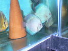 Filename : blue snakes.jpg
Filesize : 71KB
Dimensions : 800x600
Date added : Nov 02, 2008 blue snakes.jpg