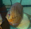 Filename : brown.jpg
Filesize : 52KB
Dimensions : 635x600
Date added : Nov 02, 2008 brown.jpg
