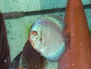 Filename : cobalt..300 ron.jpg
Filesize : 160KB
Dimensions : 800x600
Date added : Oct 16, 2008 cobalt..300 ron.jpg