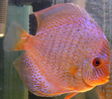 Filename : femela snakeskin 250ron.jpg
Filesize : 127KB
Dimensions : 676x600
Date added : Oct 16, 2008 femela snakeskin 250ron.jpg