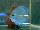 Filename : mascul blue diamond.jpg
Filesize : 142KB
Dimensions : 800x600
Date added : Oct 10, 2008 mascul blue diamond.jpg