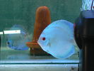 Filename : pereche blue diamond.jpg
Filesize : 147KB
Dimensions : 800x600
Date added : Oct 10, 2008 pereche blue diamond.jpg