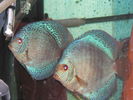 pereche blue snakeskin.jpg