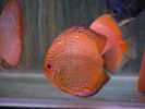 red tangerine 2.jpg