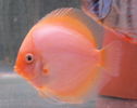 Filename : snow white 2.jpg
Filesize : 89KB
Dimensions : 757x600
Date added : Oct 10, 2008 snow white 2.jpg