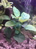 Filename : Anubias 06.04.2009.jpg
Filesize : 310KB
Dimensions : 1000x1333
Date added : Apr 10, 2009 Anubias 06.04.2009.jpg