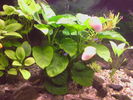 Anubias 06.07.2009.jpg