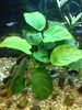 Filename : Anubias 08.03.2009.jpg
Filesize : 348KB
Dimensions : 1000x1333
Date added : Apr 10, 2009 Anubias 08.03.2009.jpg