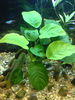 Anubias 08.03.2009.jpg