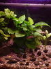 anubias30mai.jpg