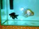 Filename : 2.jpg
Filesize : 157KB
Dimensions : 760x570
Date added : Dec 05, 2008 2.jpg
