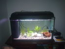 Filename : Imagine238.jpg
Filesize : 455KB
Dimensions : 2048x1536
Date added : Mar 06, 2009 Imagine238.jpg
