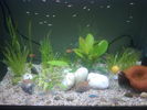 Filename : Imagine239.jpg
Filesize : 514KB
Dimensions : 2048x1536
Date added : Mar 06, 2009 Imagine239.jpg