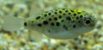 Filename : tetraodon2.JPG
Filesize : 391KB
Dimensions : 1597x773
Date added : Feb 13, 2009 tetraodon2.JPG