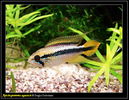 Apistogramma Agassizi-male.jpg