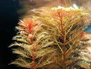 Filename : Miriophylum.jpg
Filesize : 56KB
Dimensions : 599x449
Date added : Feb 25, 2009 Miriophylum.jpg