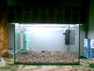 Filename : 12042009(004).jpg
Filesize : 176KB
Dimensions : 1152x864
Date added : Apr 12, 2009 12042009(004).jpg
