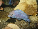 Filename : DELFIN..AFRICAN.jpg
Filesize : 182KB
Dimensions : 800x600
Date added : Apr 07, 2009 DELFIN..AFRICAN.jpg