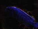 Filename : atbluenight.jpg
Filesize : 236KB
Dimensions : 800x600
Date added : Apr 07, 2009 atbluenight.jpg