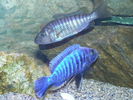 Filename : el.jpg
Filesize : 144KB
Dimensions : 640x480
Date added : Apr 07, 2009 el.jpg